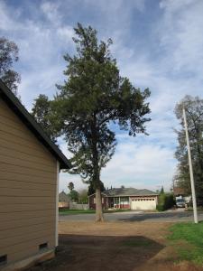 tree fall 001.JPG
